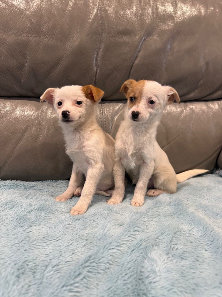 Jackapoo puppies ready now girls