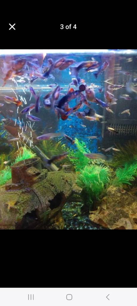 Hardy Health Mixed Guppies 