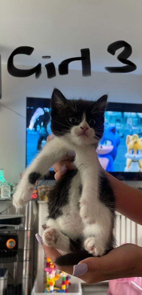 Last little girl kitten