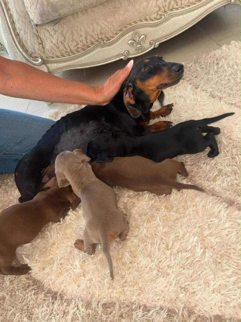 Dachshund puppies 