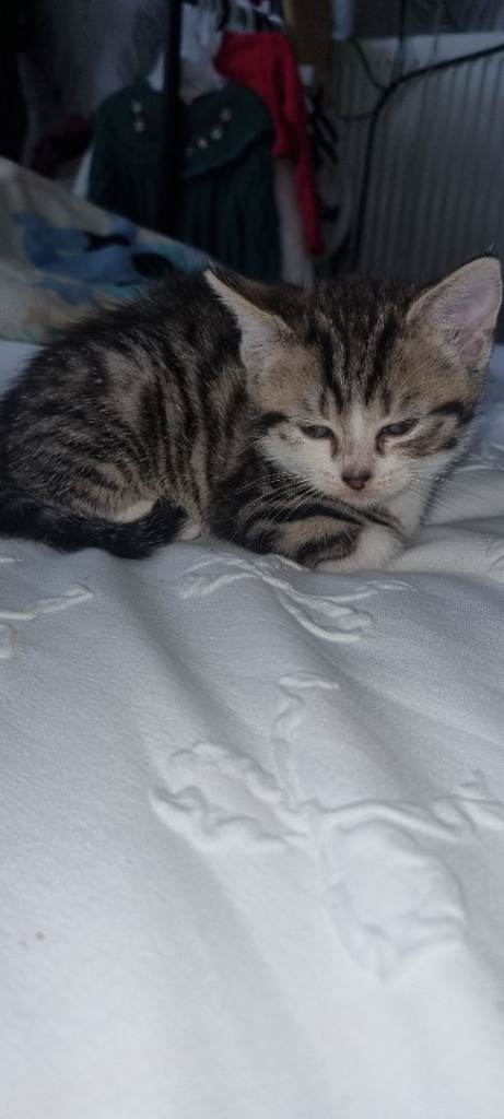 8 WEEK OLD KITTENS READY FOR THEIR FOREVER HOMES