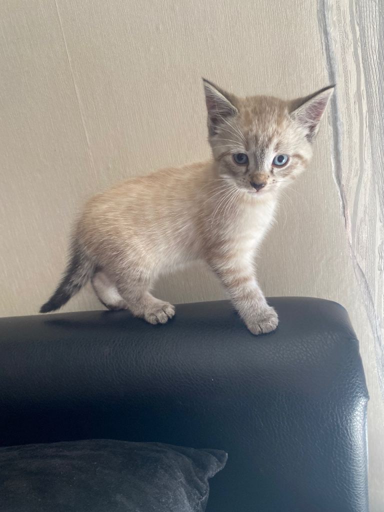 Beautiful rare colour combination Male kittens ready for new homes today