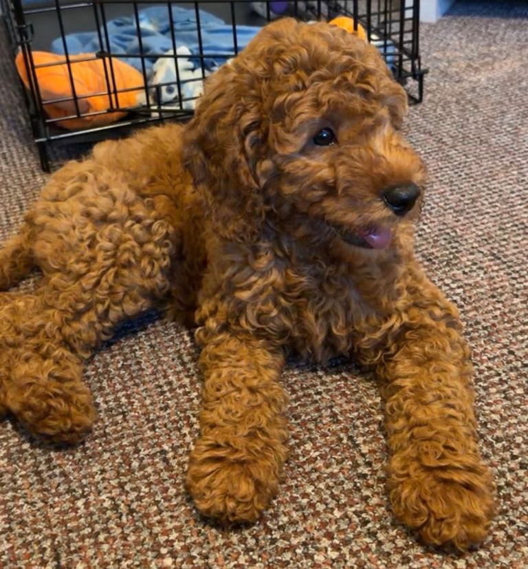 F1 Fox Red Cavapoo