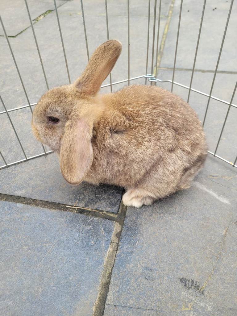 Beautiful mini lop bunnies rabbits - girl 