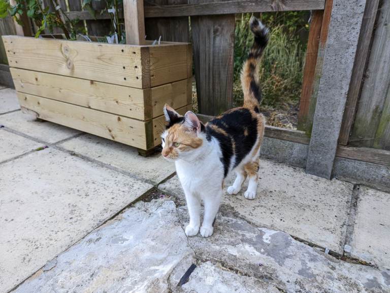 Calico cat 
