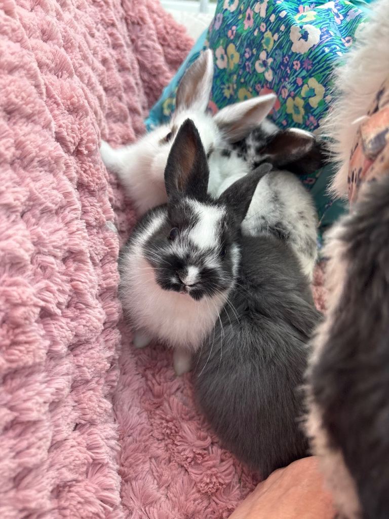 MiniLop x miniRex/raised indoors/vaccinated 