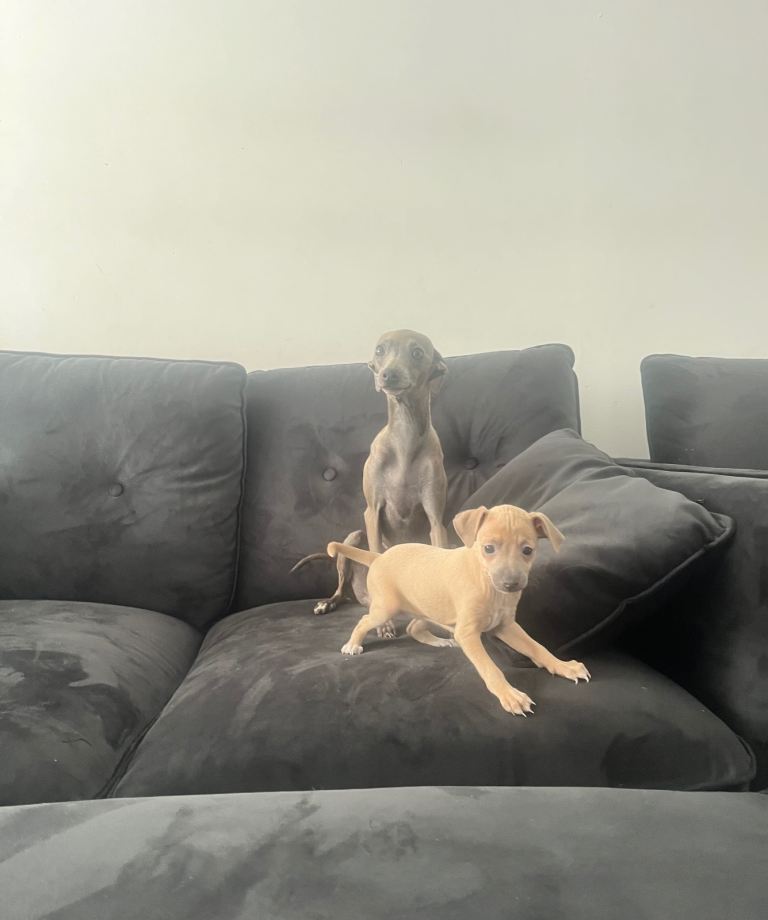  Italian greyhound girl  
