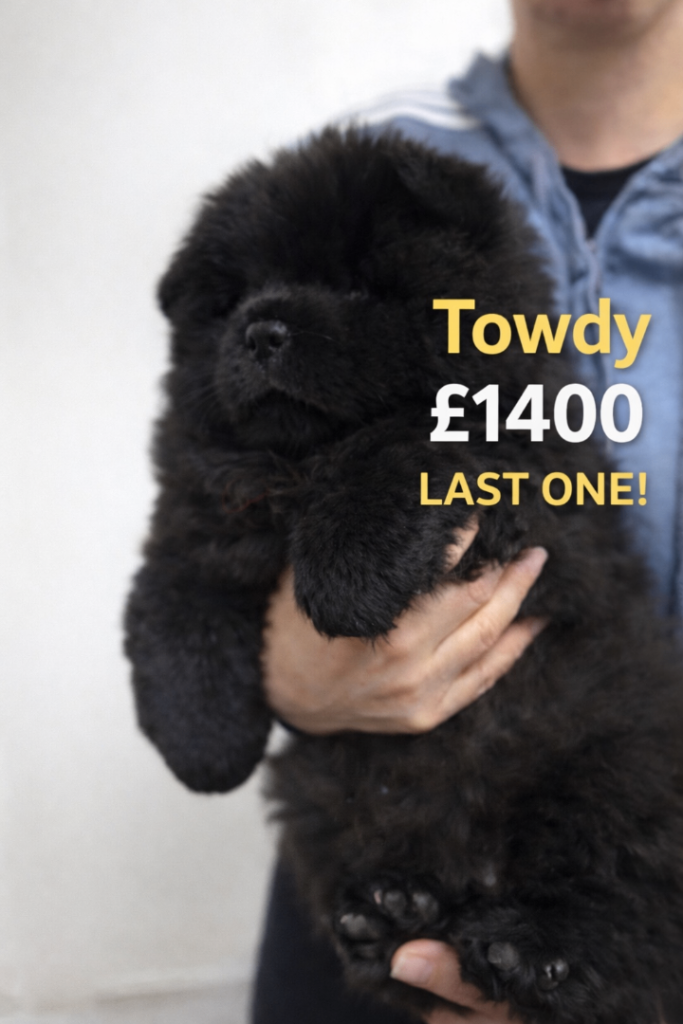 Exceptional pure Chow Chow puppie last boy  ready soon 