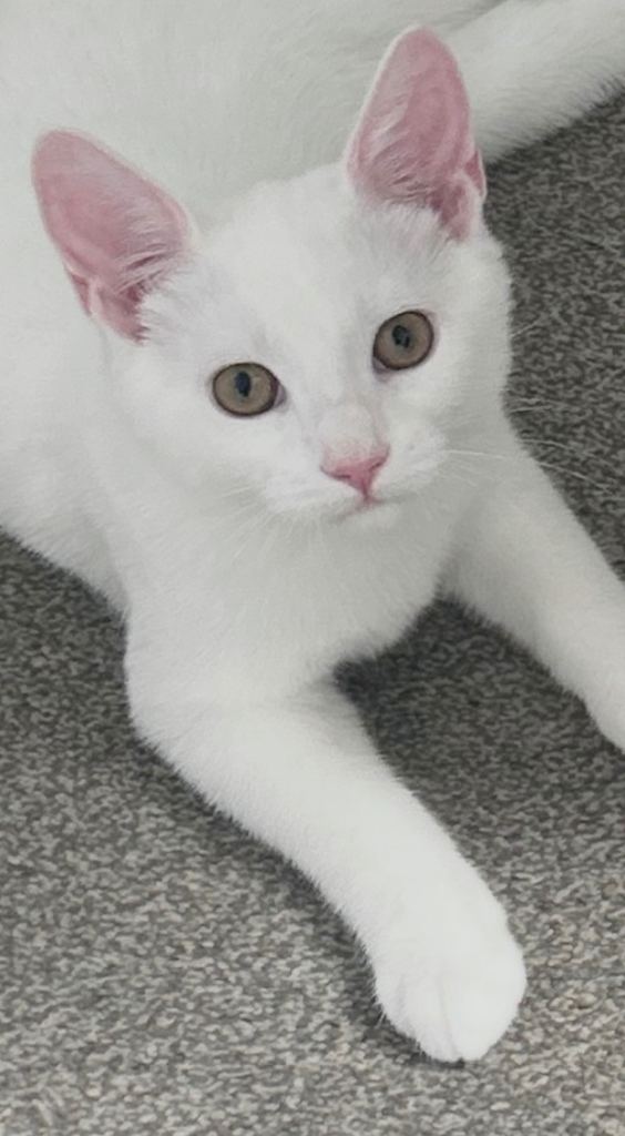 Very friendly pure white boy kitten 🤍