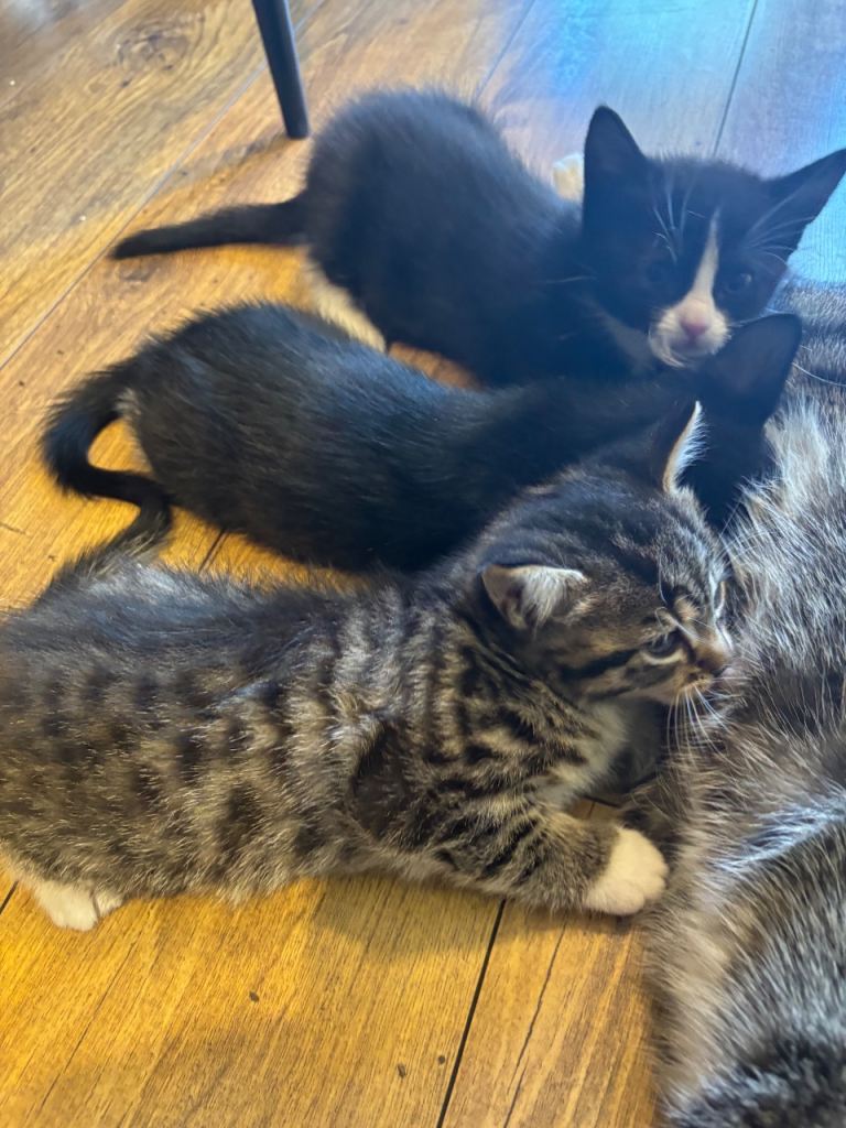 Playful 12 week old Kittens 