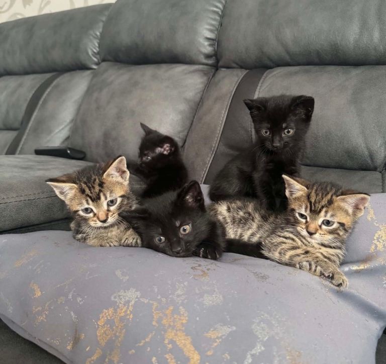 🐾💕 GORGEOUS 8-WEEK-OLD KITTENS —  3 HANDSOME BOYS LEFT 💕🐾
