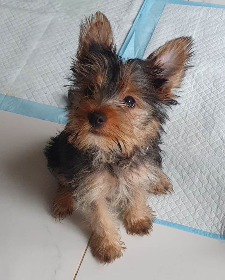 Pure Yorkshire terrier puppies