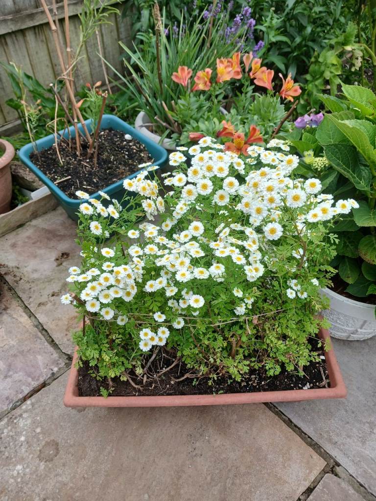 FEVERFEW ( SMALL DAISY-LIKE FLOWERS IN BLOOM)