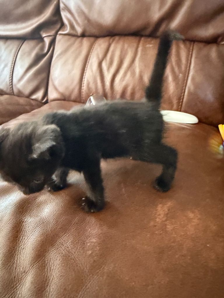 Kittens 