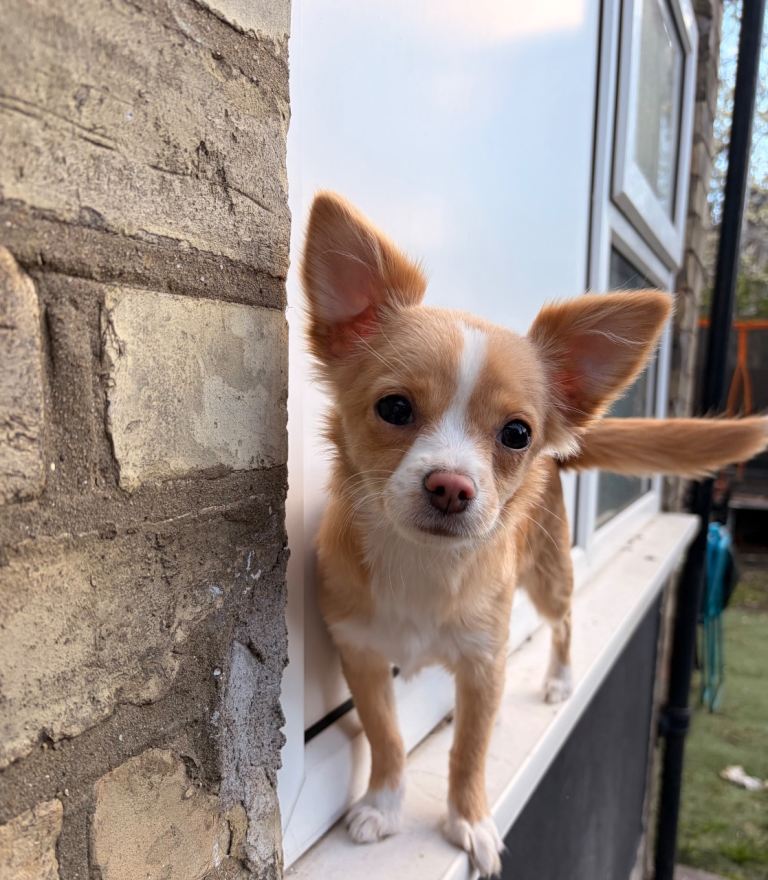 Beautiful chihuahua girl