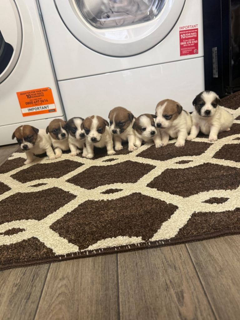 Jack Russell puppies 