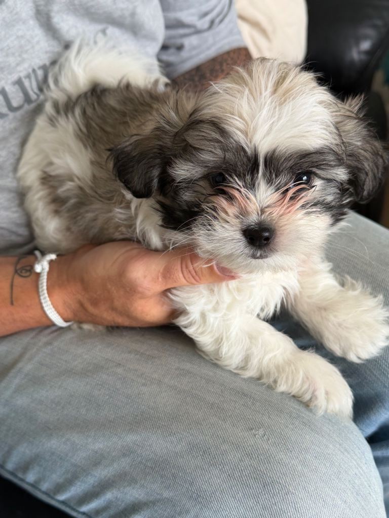Puppies for sale 