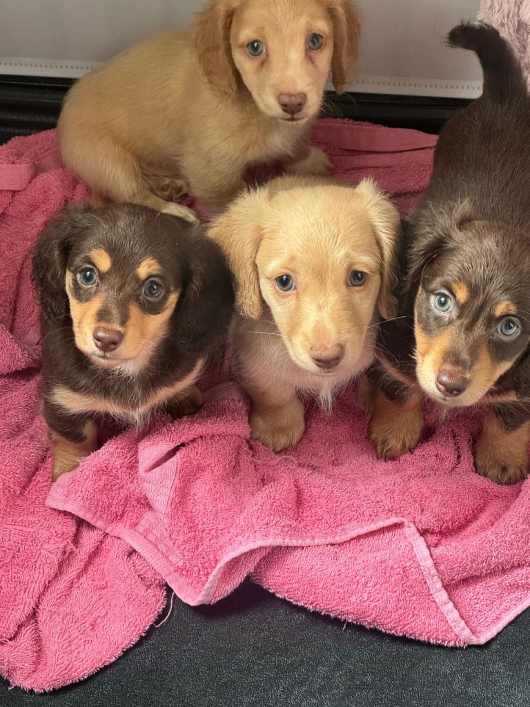 Miniature dachshund 