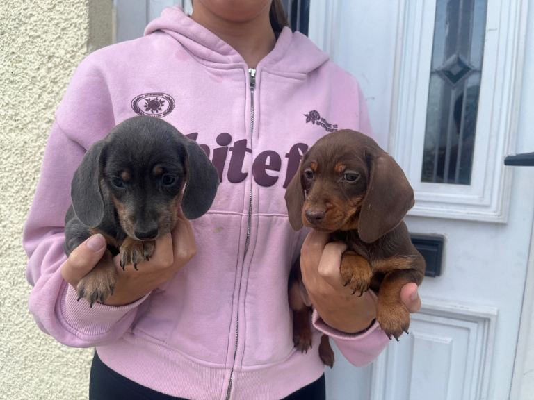 Dapple Dachshund puppies