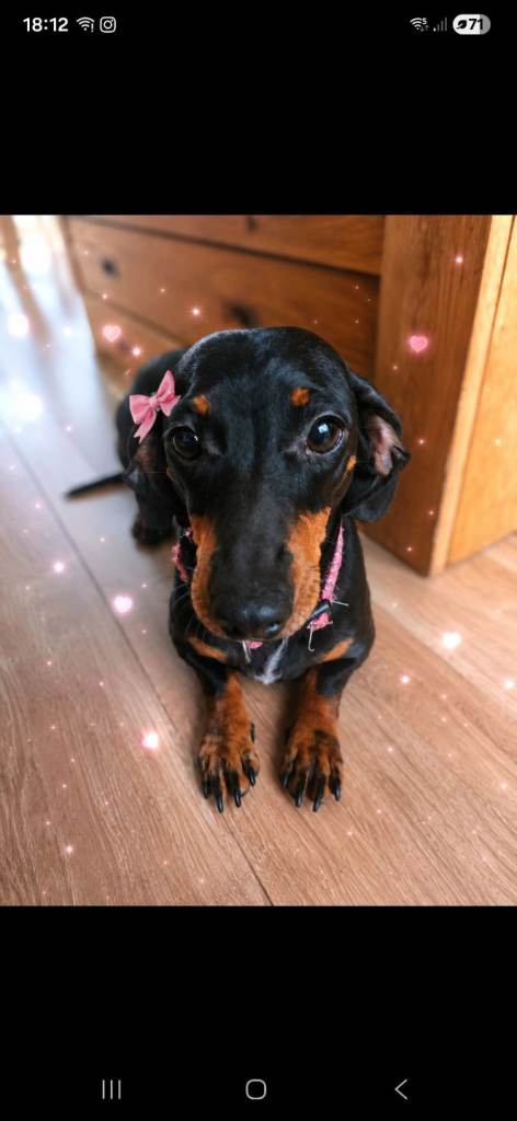 Mini black&tan female dachshund 