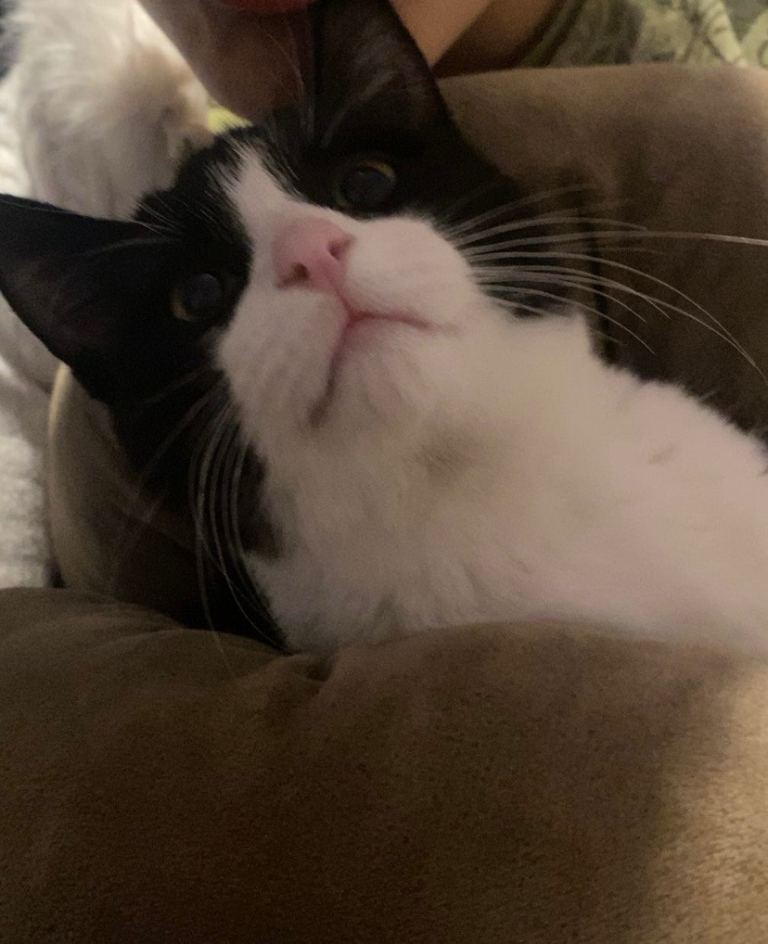 Kitten (tuxedo male kitten)