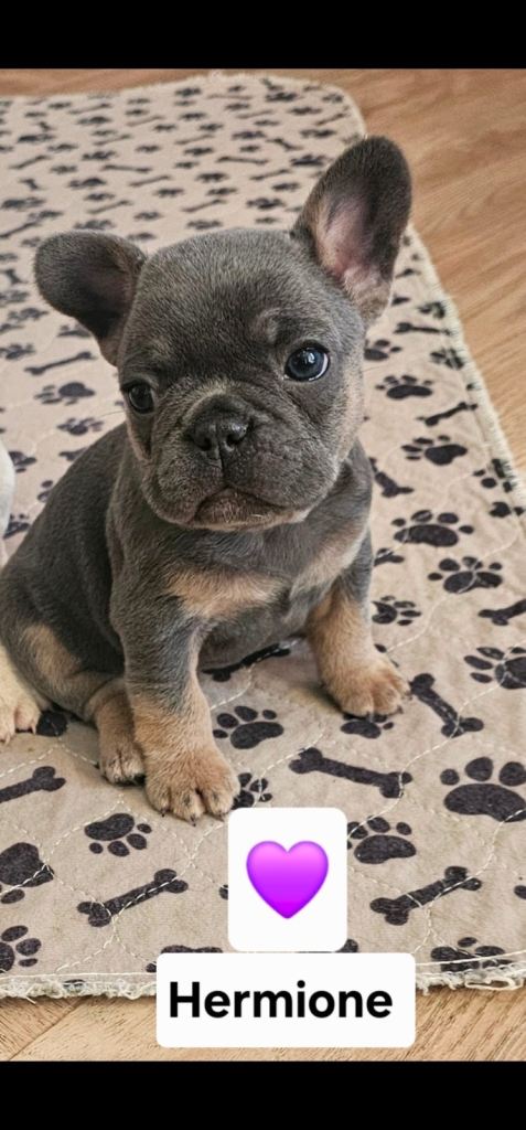 French bulldog pups