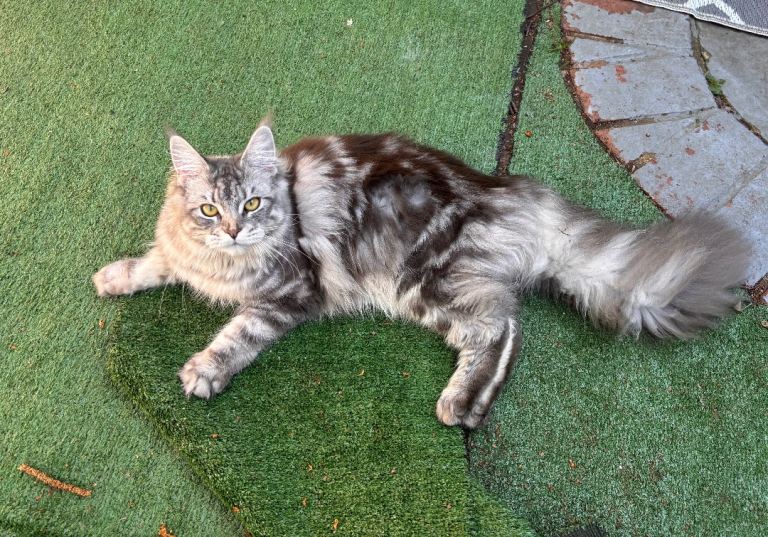 Sad rehoming of my gorgeous grey tabby Maine coon 