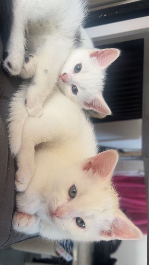 3x kittens available 