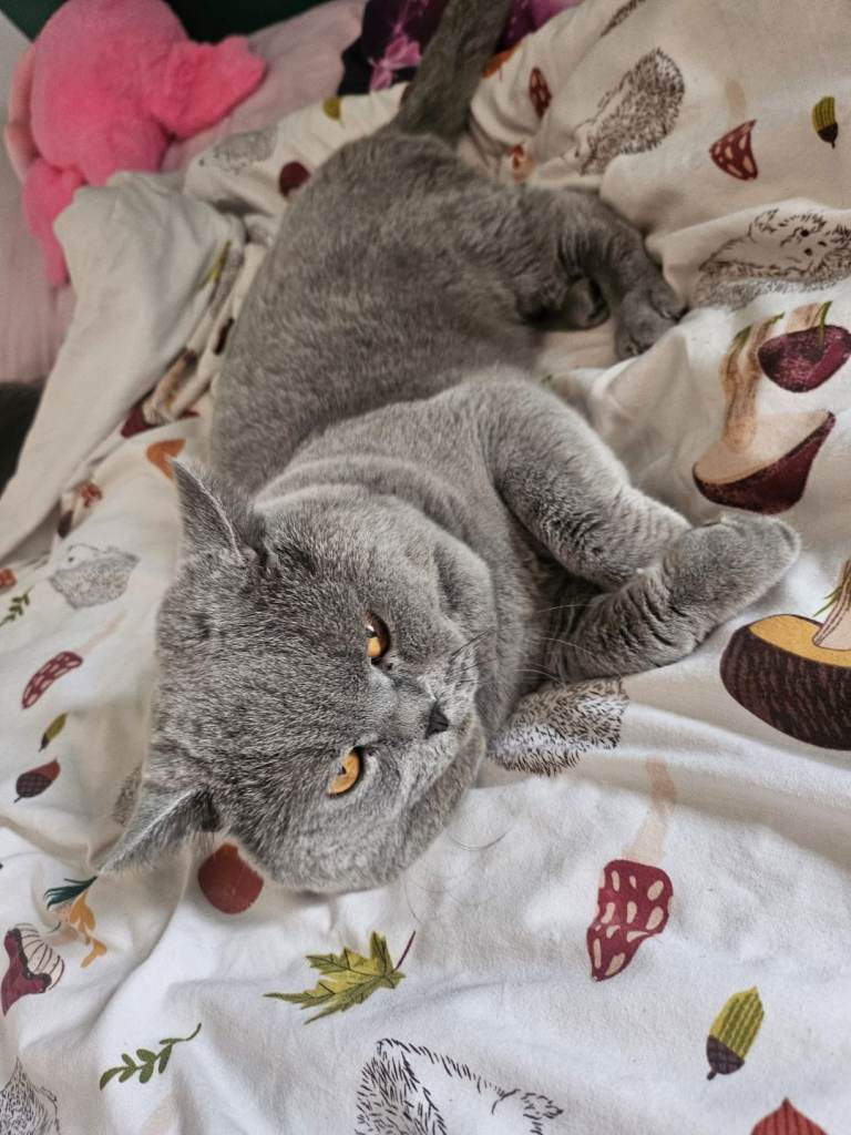 3 baby cat male british shorthair