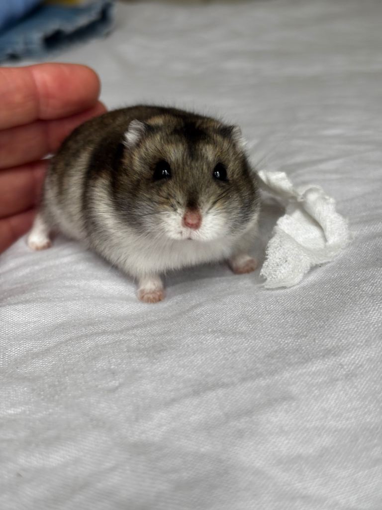 9 month old male Russian Dwarf Hamster and all accessories 