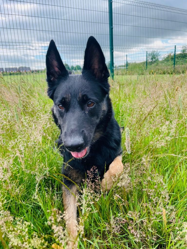 Belgian Malinois x German Shepherd  