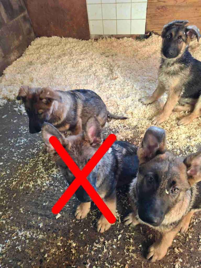 German Shepherd Puppies in Dundrod near Belfast