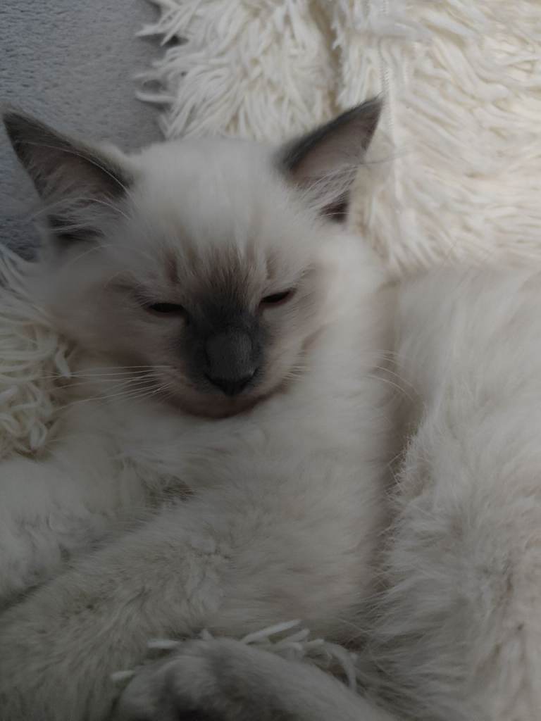 Ragdoll 