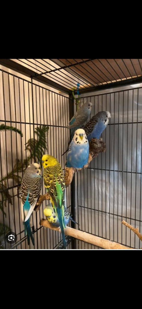 Budgies 