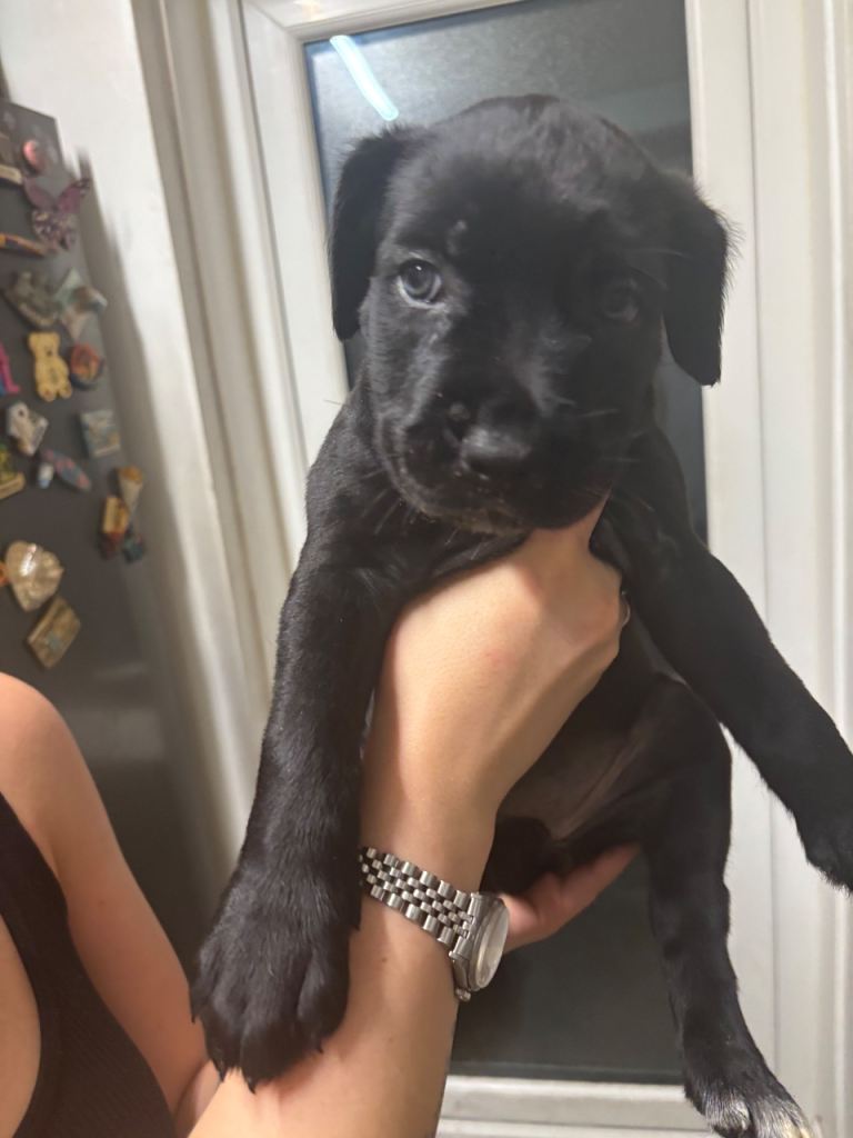 Presa x crossed cane corso x beautiful pups 