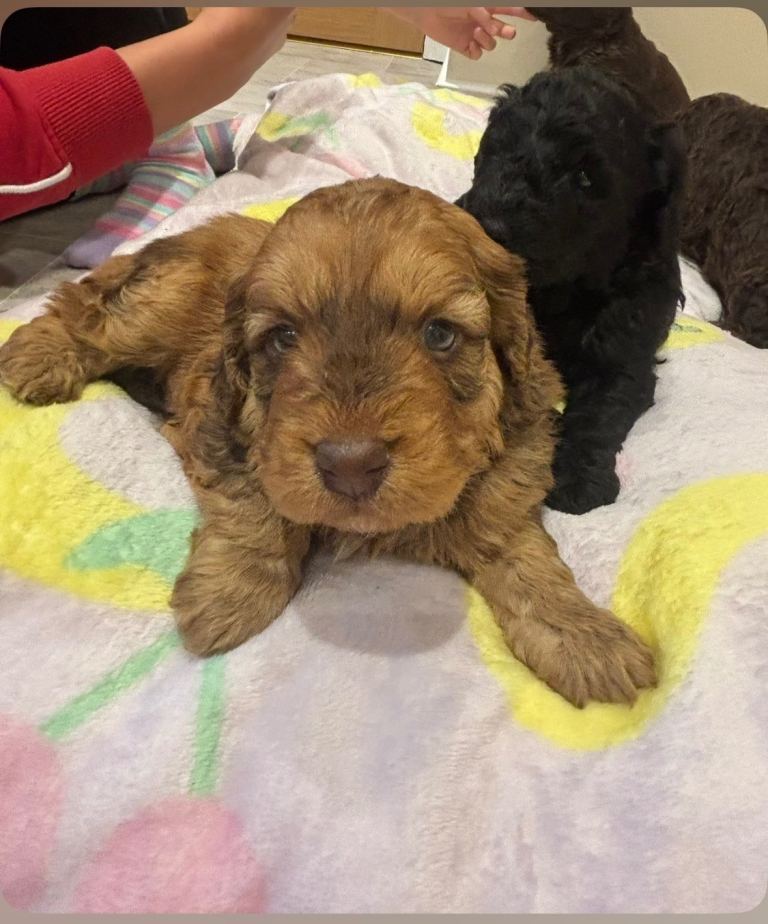 Cockapoo puppies 2 left ready to leave now