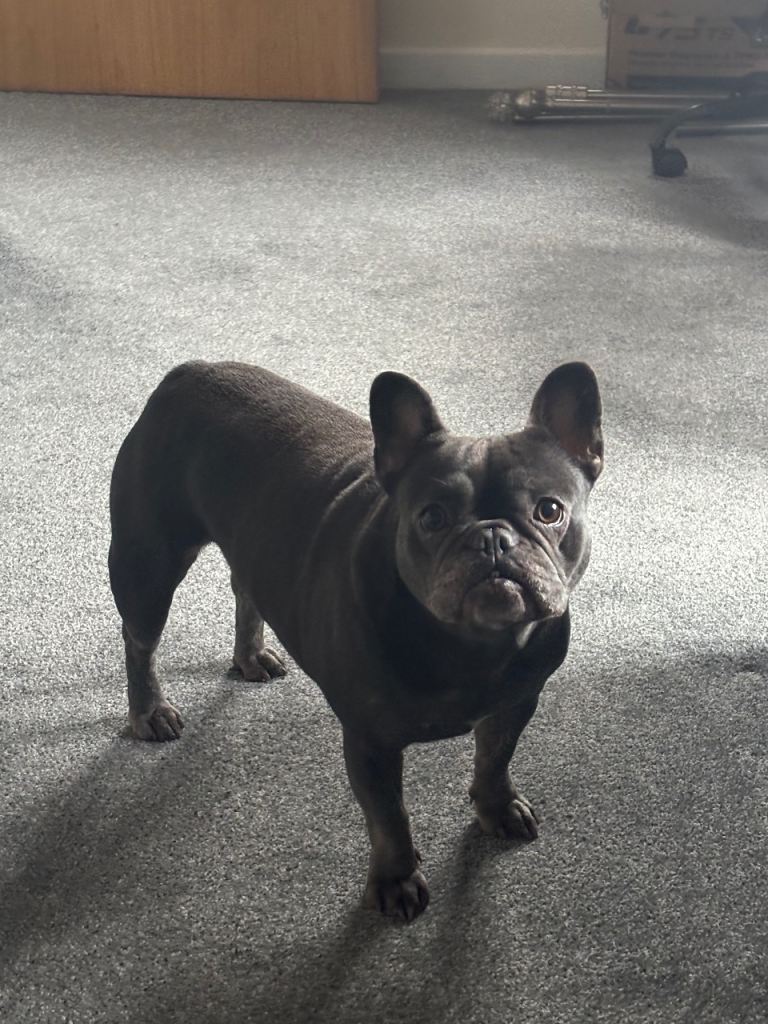 Blue female French bulldog 