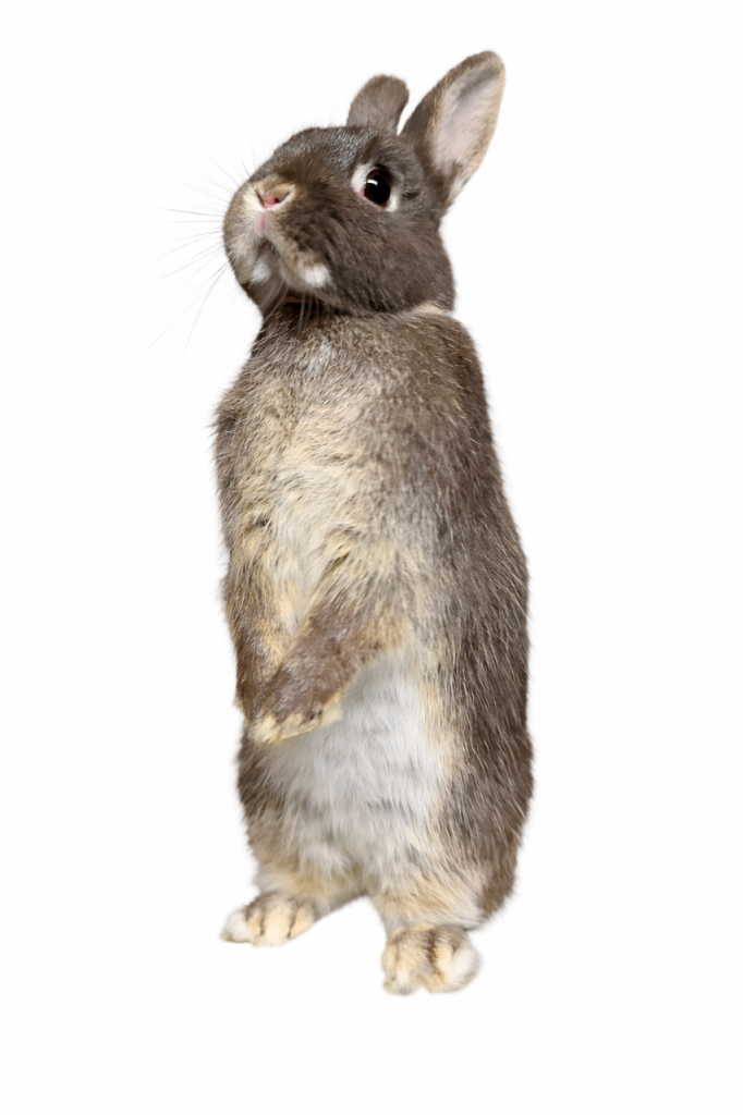 netherland dwarf female 