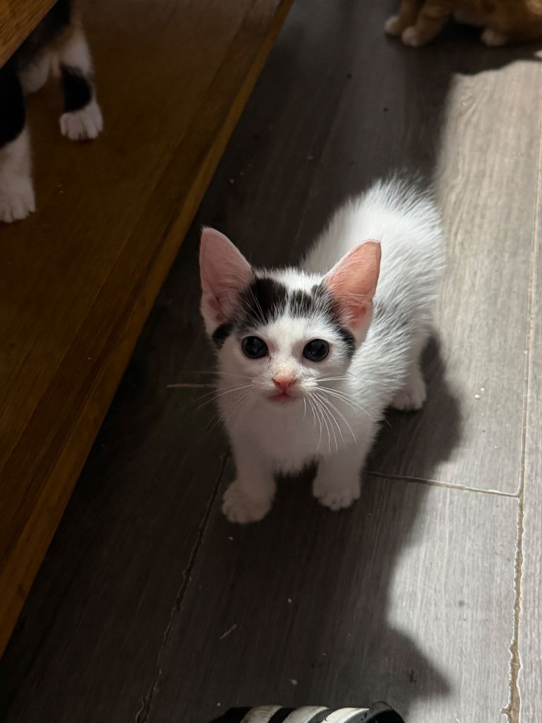 4 Beautiful kittens.