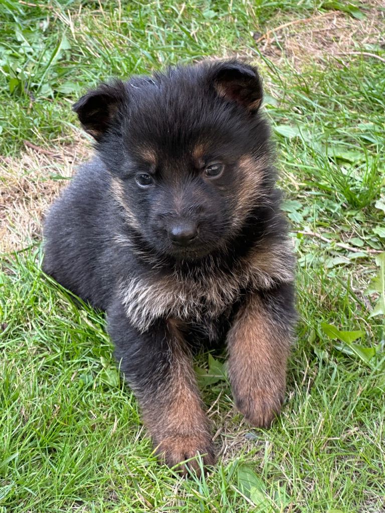 8 pure German shepherd puppies 