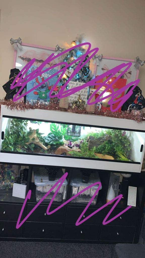 4ft white vivarium full set up  