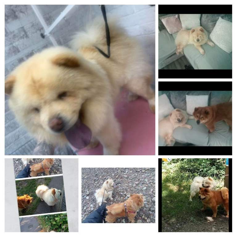Miniature female and male chow chows
