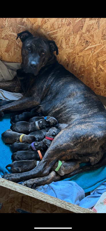 Presa Canario x American Bulldog puppies 