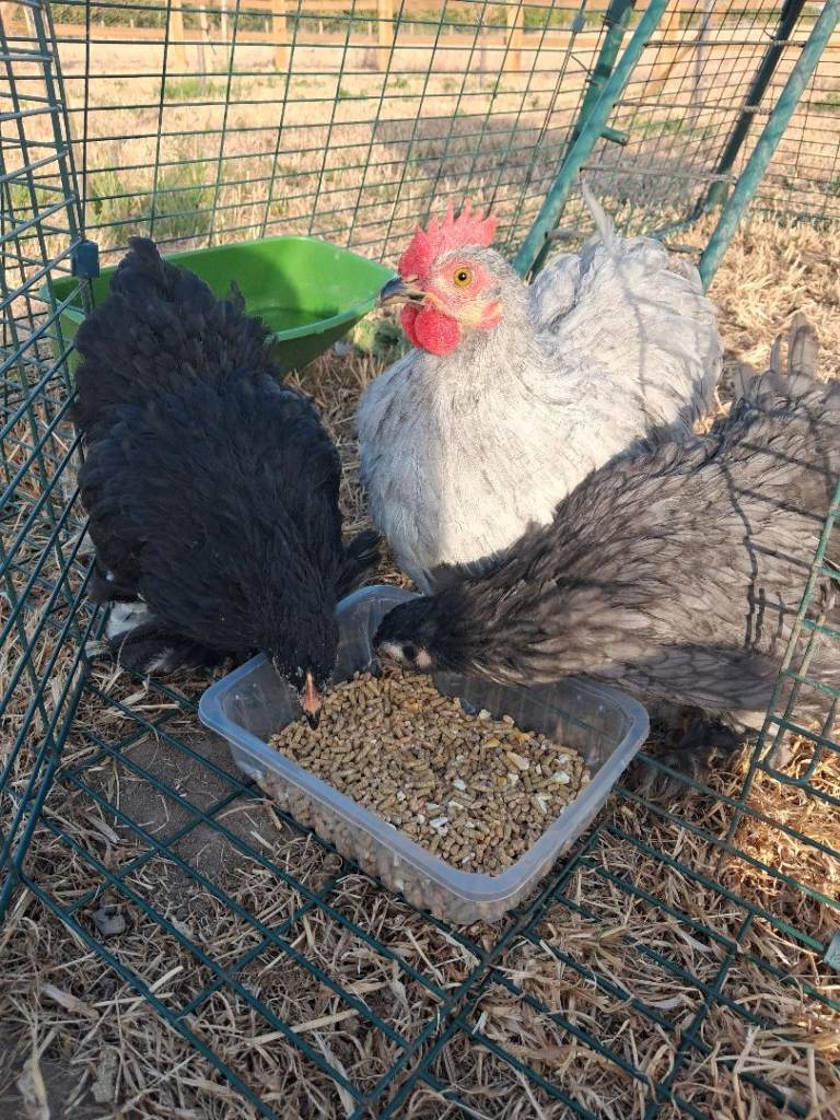 Pekin chickens
