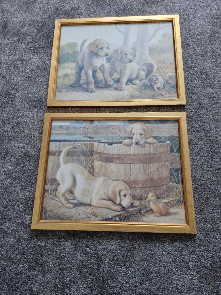Pictures of Pups