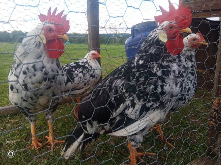 Exchequer/ Brown leghorn and silkie roosters