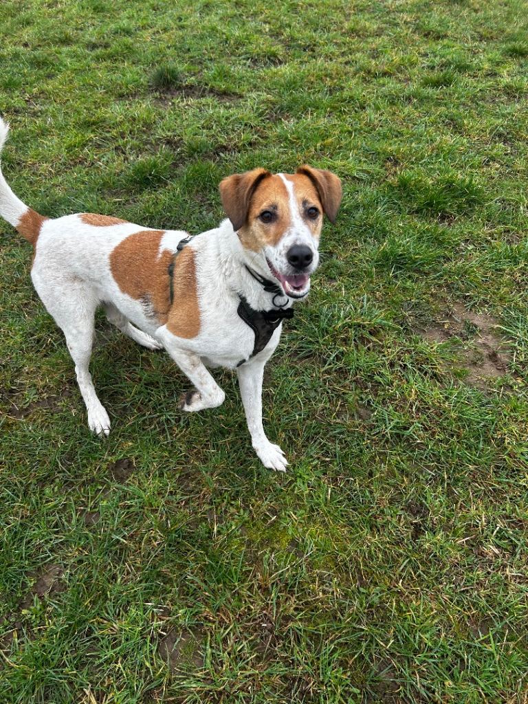 Male 5 year old cross breed 