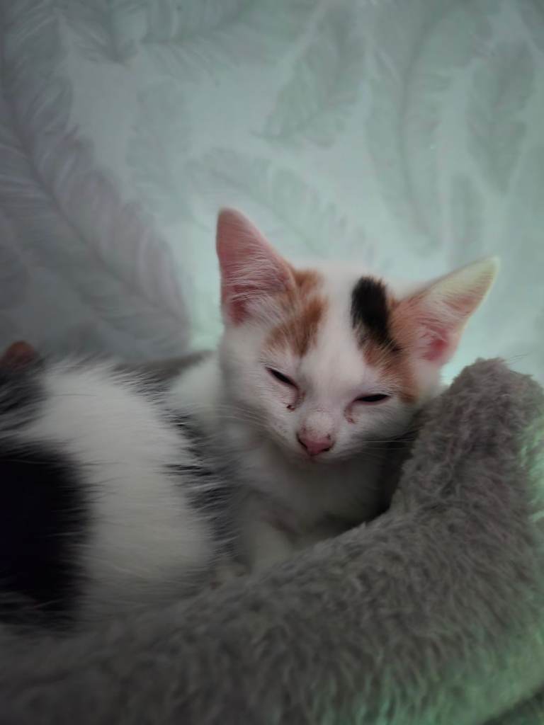 Ragdoll mix Calico kittens 