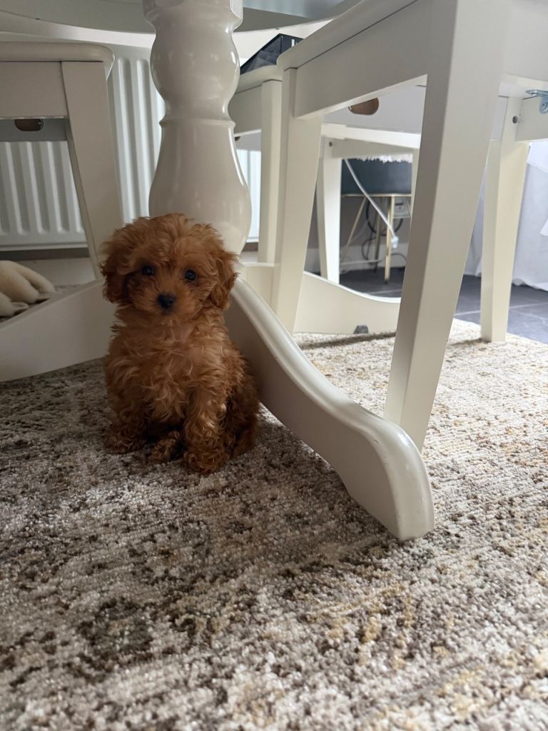 Beautiful Cavapoo Puppy Looking for a Loving Home 🐶