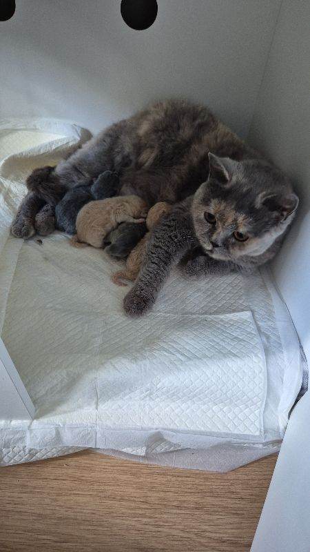 Pedigree British Shorthair Boys